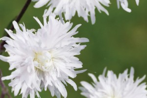 Lychnis Petite Henri 21