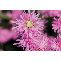 Lychnis Petite Jenny 21