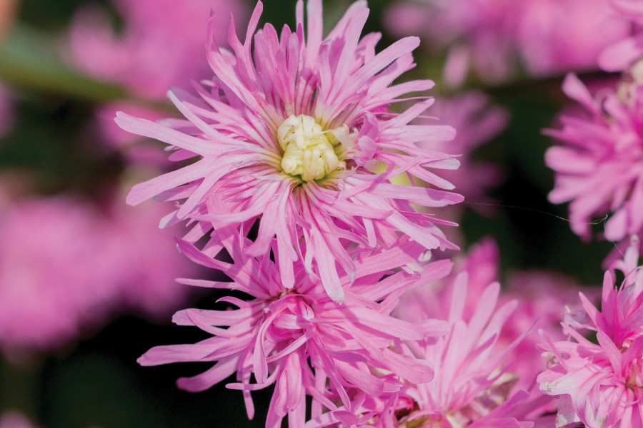 Lychnis Petite Jenny 72