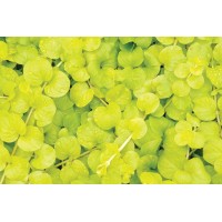 Lysimachia Aurea 21