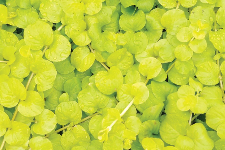 Lysimachia Aurea 21
