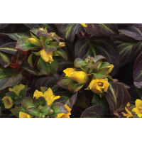 Lysimachia Night Light 21
