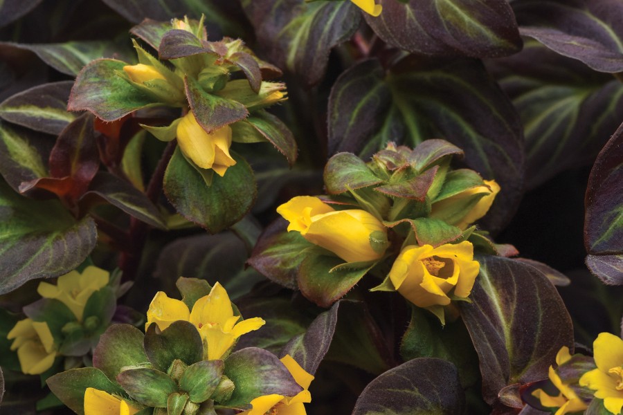 Lysimachia Night Light 72