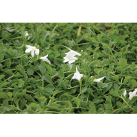 Mazus Alba 72