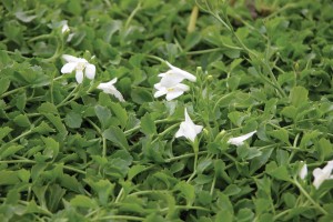 Mazus Alba 72