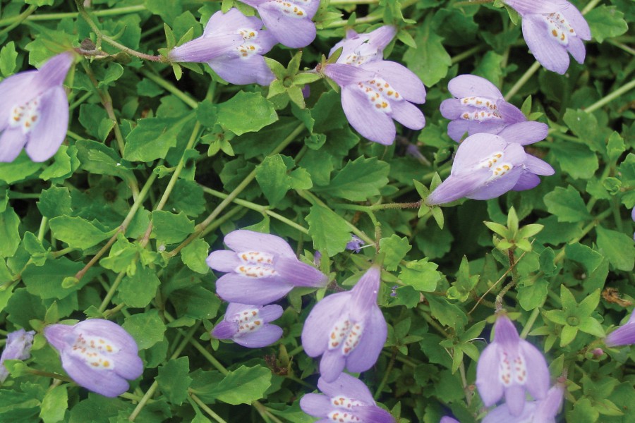 Mazus reptans 72