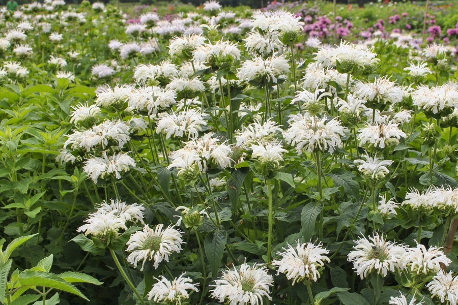 Monarda Bee-You Bee-Bright 72