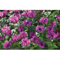 Monarda Bee-You Bee-Free 21