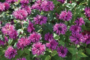 Monarda Bee-You Bee-Free 21