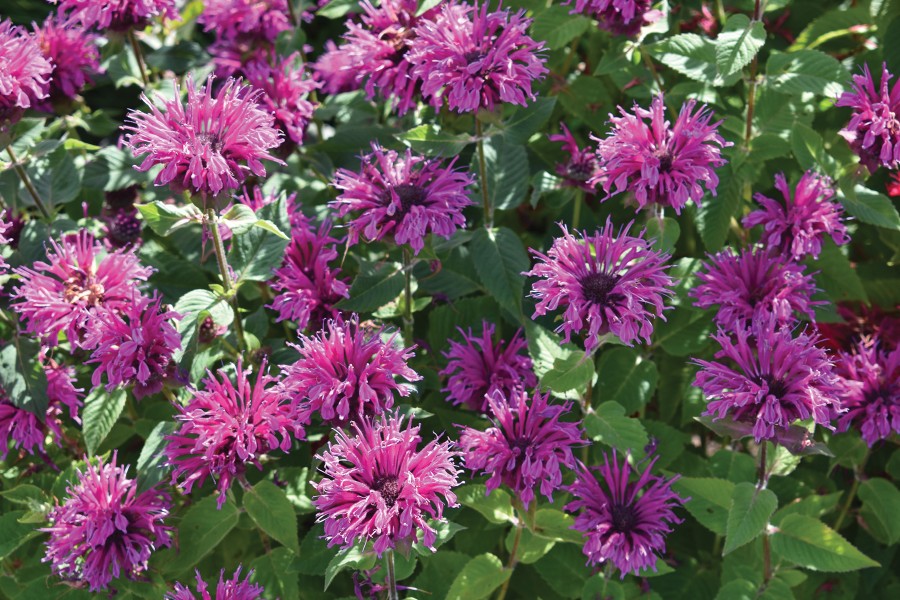 Monarda Bee-You Bee-Free 72