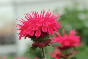 Monarda