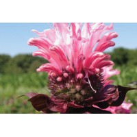 Monarda Bee-You Bee-Lieve 21