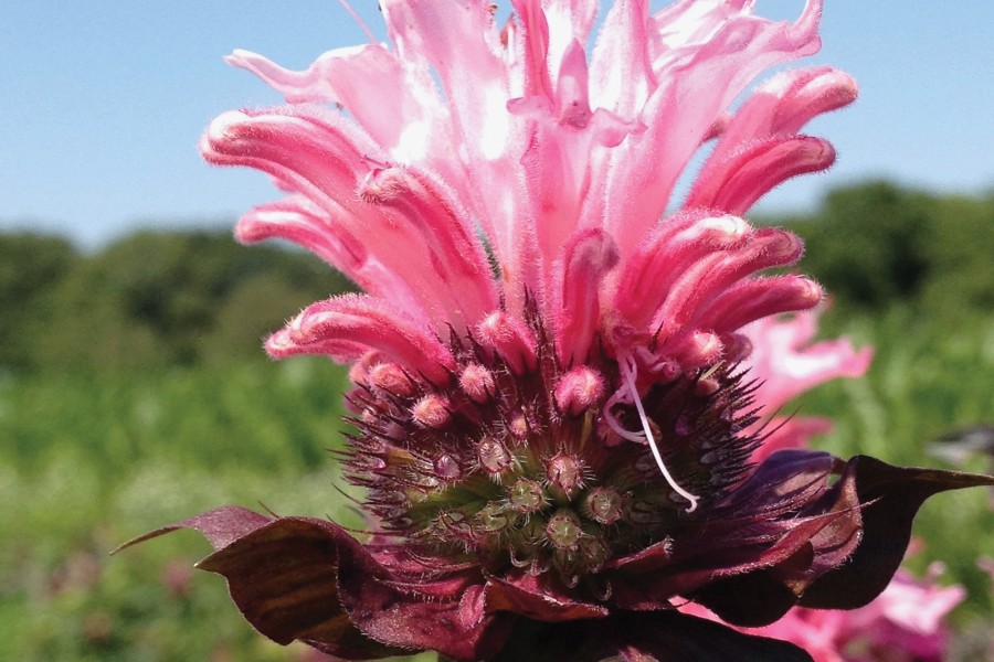 Monarda Bee-You Bee-Lieve 72