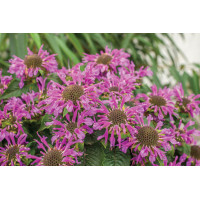 Monarda Bee-You Bee-Pretty 72