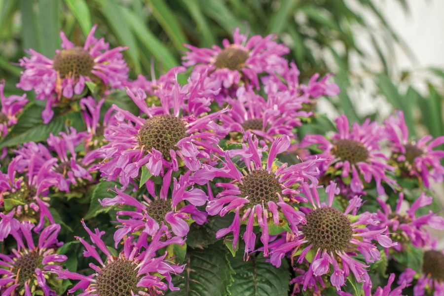 Monarda Bee-You Bee-Pretty 72