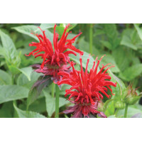 Monarda Jacob Cline 21