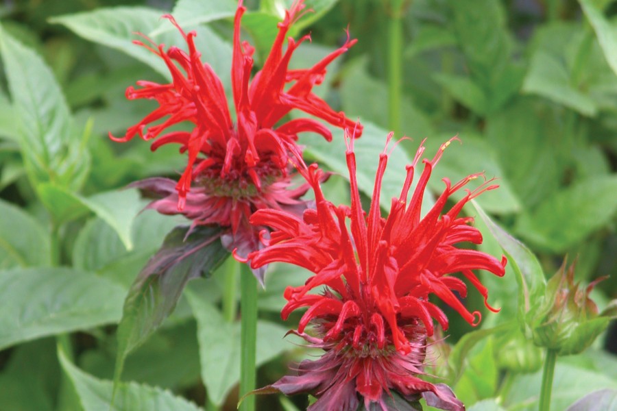 Monarda Jacob Cline 72