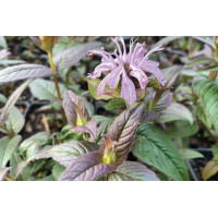 Monarda Midnight Oil 72