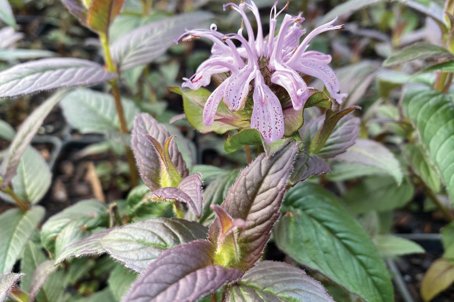 Monarda Midnight Oil 21