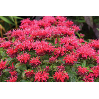 Monarda SUGARBUZZ® Cherry Pops 72