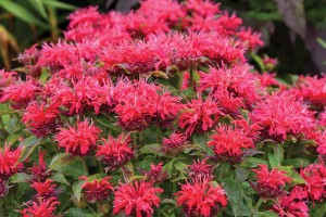 Monarda SUGARBUZZ® Cherry Pops 21