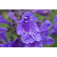 Nepeta Blue Planet 21