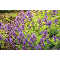 Nepeta Chartreuse On The Loose 72