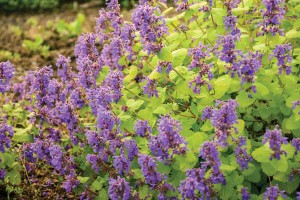 Nepeta Chartreuse On The Loose 21