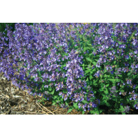 Nepeta Junior Walker 21