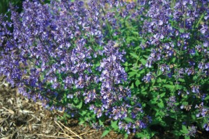 Nepeta Junior Walker 21