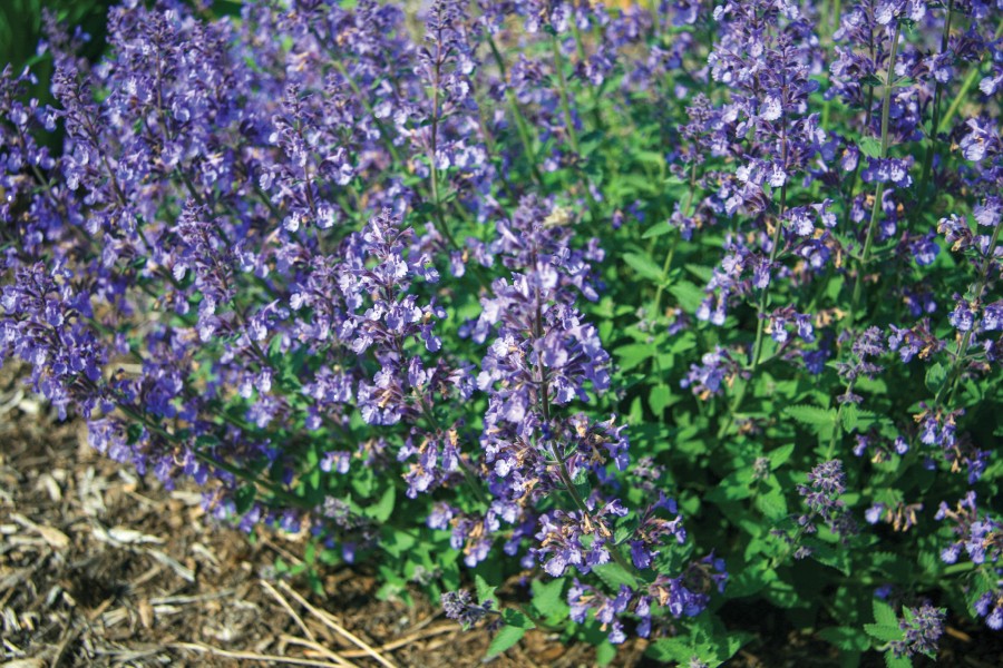 Nepeta Junior Walker 72