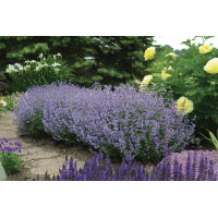 Nepeta Purrsian Blue 72