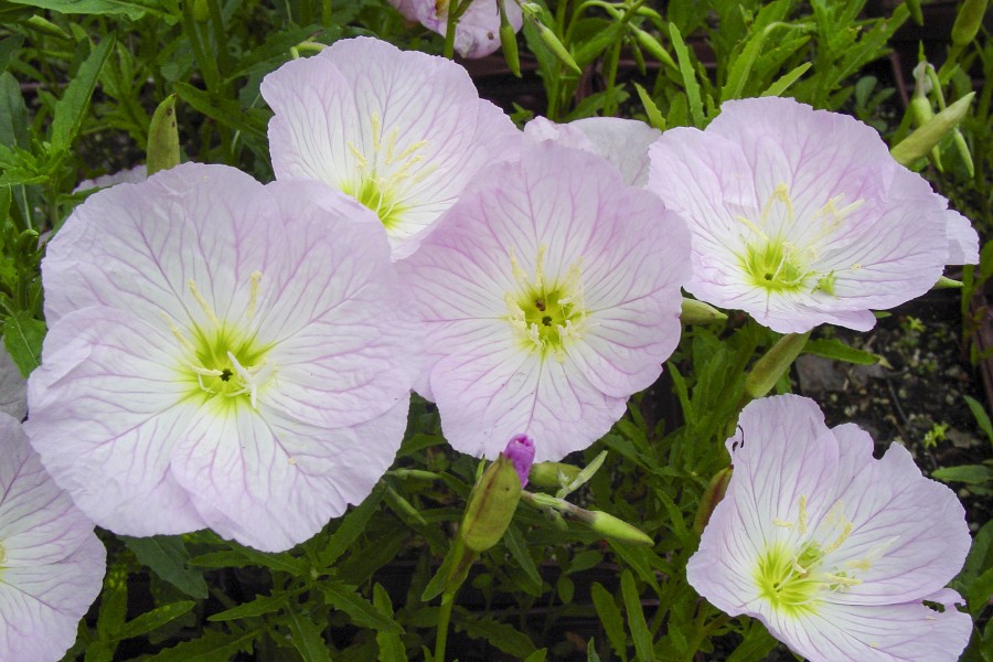 Oenothera Siskiyou Pink 72