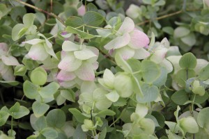 Origanum