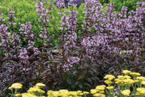 Penstemon Blackbeard 72