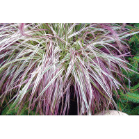 Pennisetum Cherry Sparkler 21