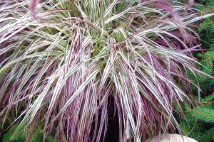 Pennisetum Cherry Sparkler 21