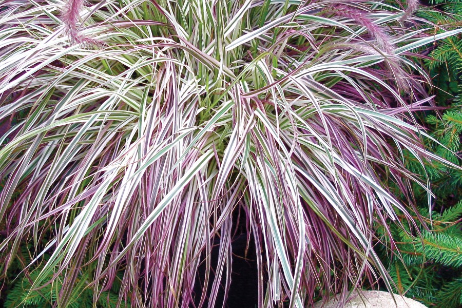 Pennisetum Cherry Sparkler 72