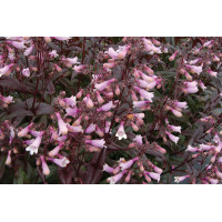 Penstemon Dark Towers 72