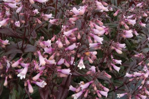 Penstemon