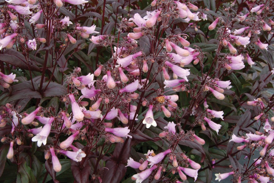 Penstemon Dark Towers 72