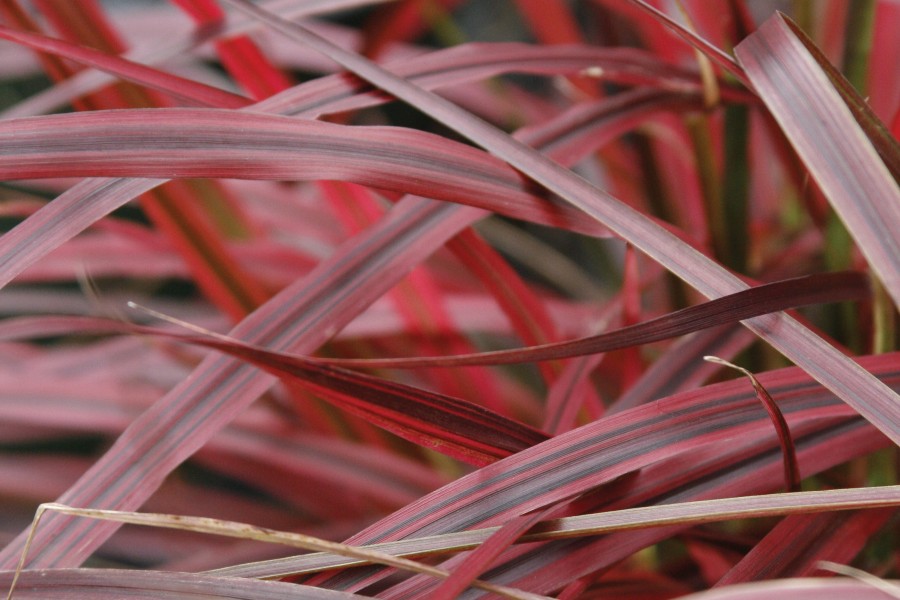 Pennisetum Fireworks 72