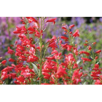 Penstemon Red Riding Hood 72