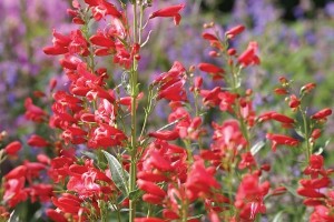 Penstemon Red Riding Hood 21