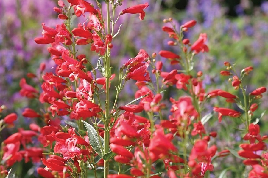 Penstemon Red Riding Hood 21