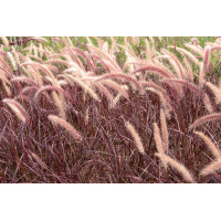 Pennisetum Rubrum 21