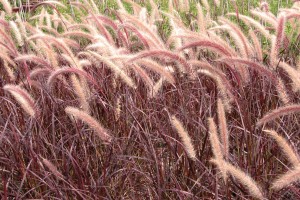 Pennisetum Rubrum 21