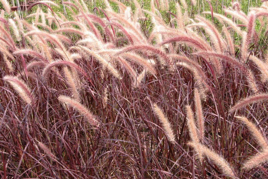 Pennisetum Rubrum 72