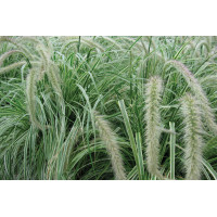 Pennisetum Sky Rocket 21