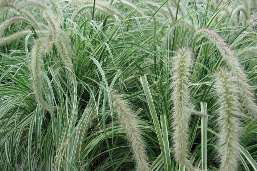 Pennisetum Sky Rocket 72